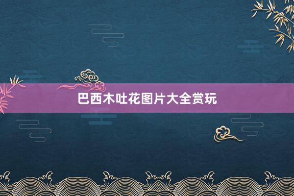 巴西木吐花图片大全赏玩